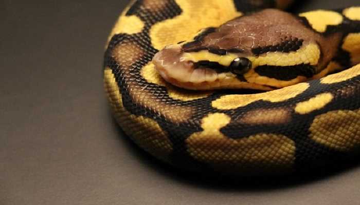 梦见又粗又大的黑蟒蛇