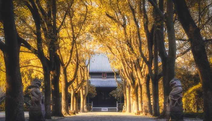 梦见大树折断什么意思