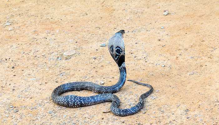 眼镜蛇是几级保护动物