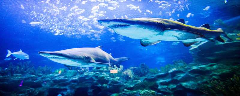 鲨鱼是保护动物吗(人类的影响是导致鲨鱼数量减少、接近濒危的主要原因)