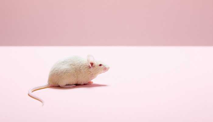 做梦梦到老鼠是什么意思呢