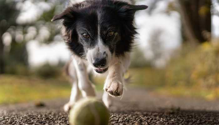 梦见黑色狗是什么意思