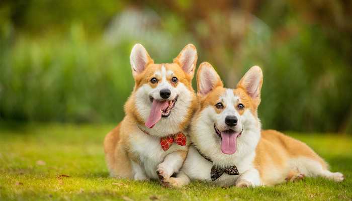 梦见狗咬脚是什么意思