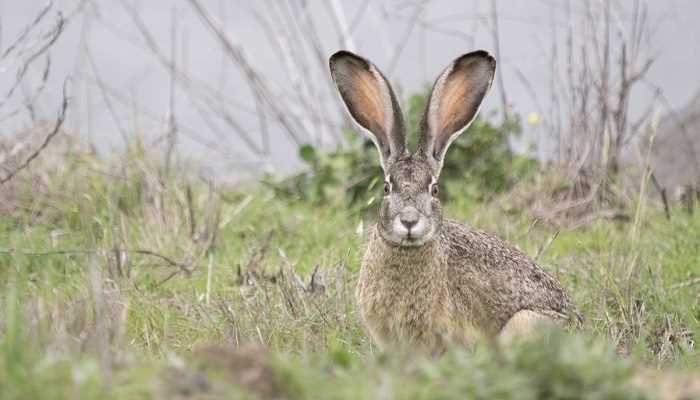 野兔是几级保护动物(中国唯一冬毛变白的野兔)