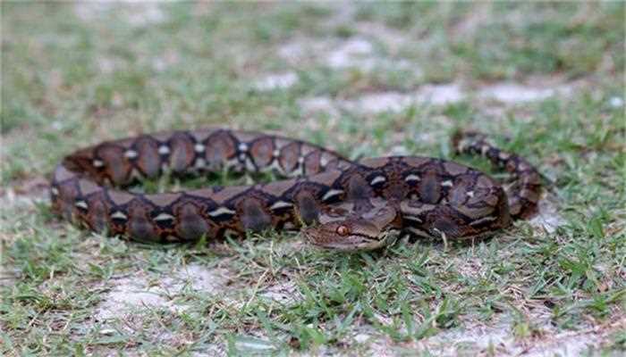 梦见死蛇复活是什么意思