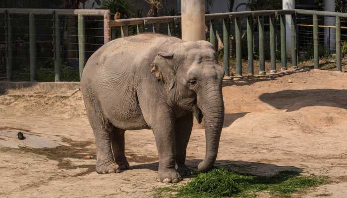 亚洲象是濒危野生动物吗(亚洲象是列入国际濒危物种贸易公约)