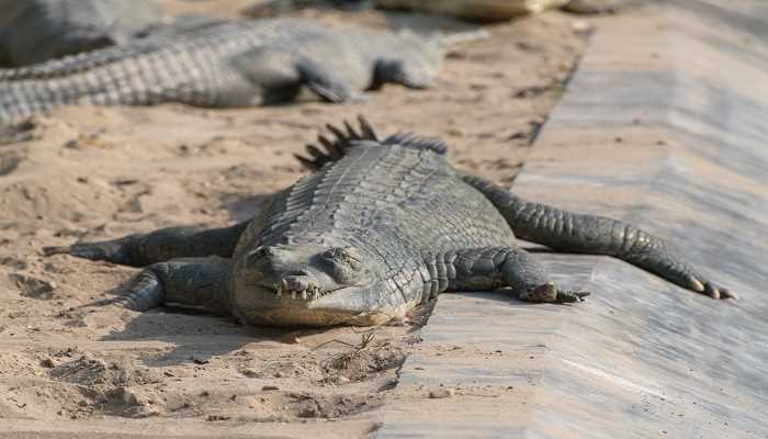 梦见鳄鱼追咬自己吓醒