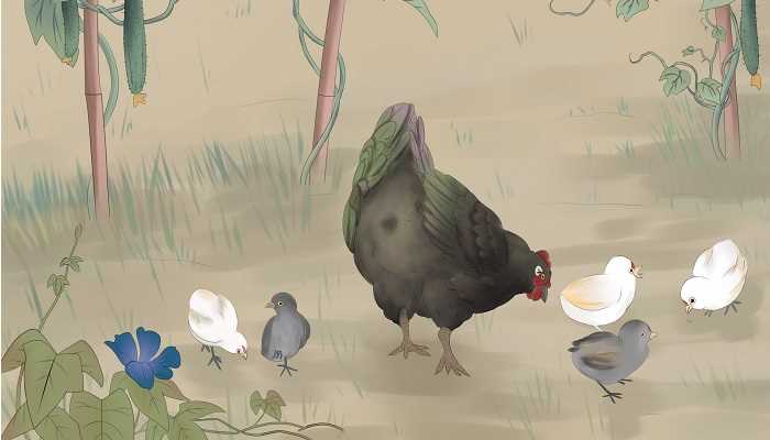 野草花代表什么生肖(野草花代表的是生肖鸡。)