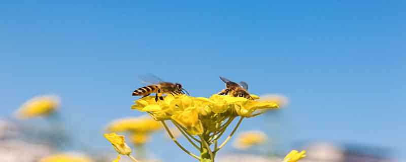 蜜蜂的特点和本领是什么