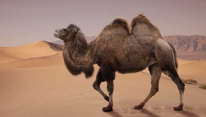 梦见骆驼是什么意思周公解梦