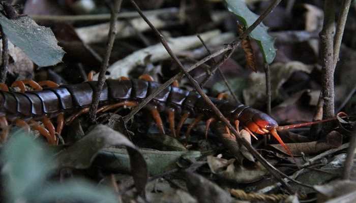女人梦见被蜈蚣咬预兆什么