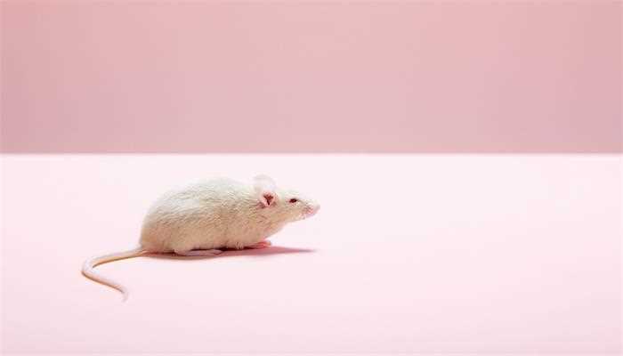 梦见白老鼠是什么征兆