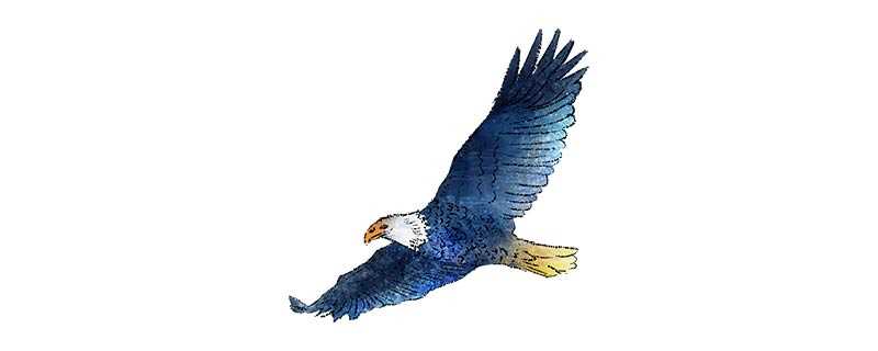 鹰的别称和美名有雕、隼、鹫、枭、鸢等