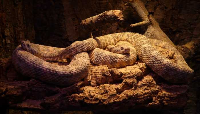 梦见三条大蟒蛇是什么意思