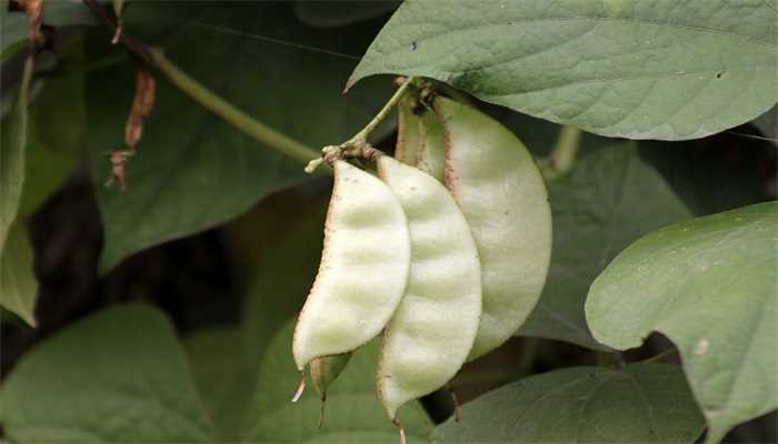 梦见摘扁豆角是什么意思(不同的人梦见摘扁豆角的梦境解析)