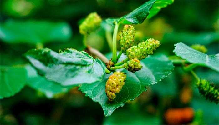 女人梦见好多绿色果实的梦境解析