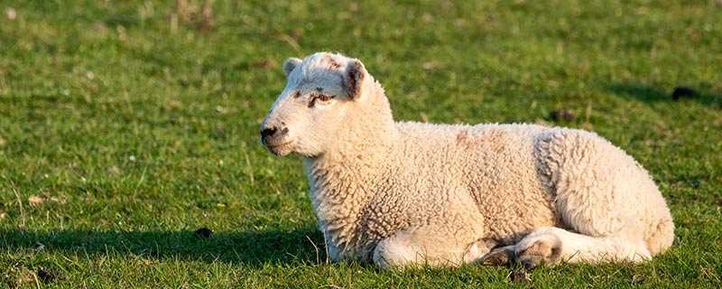 高支羊毛与羊毛的区别:羊毛参数中的支数不同、材质不同