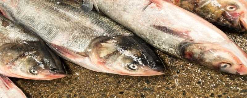 清江鱼和江团鱼区别(清江鱼与江团鱼区别在于品种、口感、分布地区等)