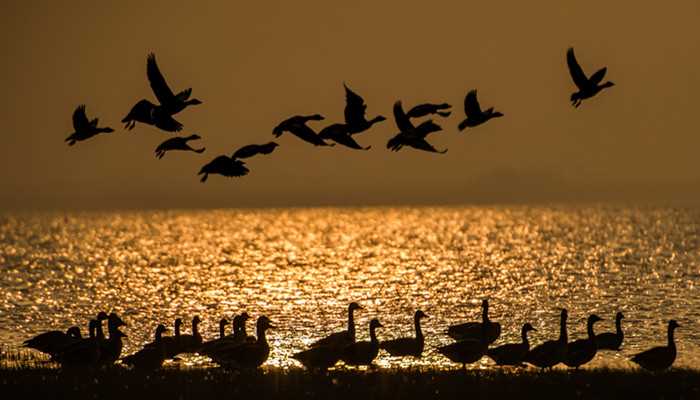 梦见大雁说明你的运势不错