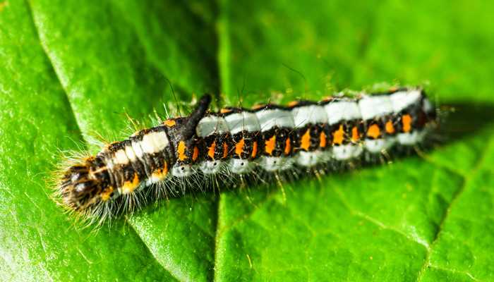 做生意的人梦见白色蠕动的虫子