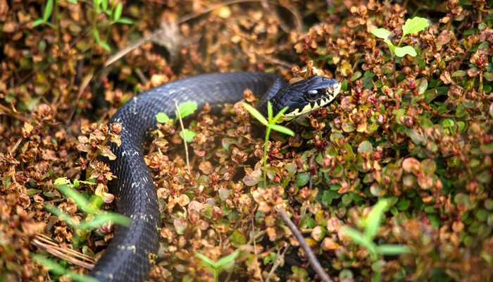 梦见蛇追着自己咬意味着什么