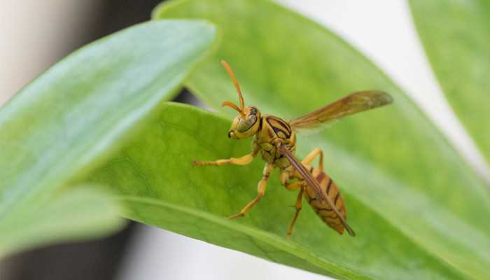 梦见马蜂是什么意思