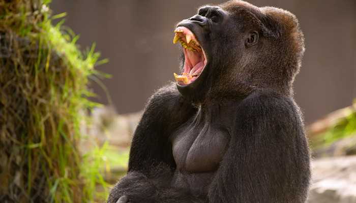 梦见大猩猩是什么意思