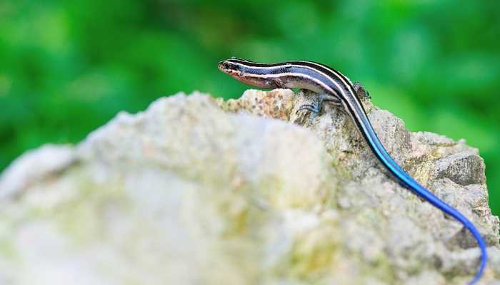 蓝色尾巴的蜥蜴叫什么(蓝尾巴的蜥蜴是蓝尾金蜥也叫做蓝尾石龙子)