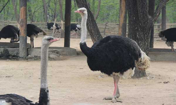 世界上最大的鸟是什么鸟(世界上最大的鸟是什么鸟呢)