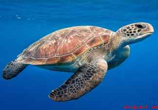 海龟宝宝出生在哪里 蚂蚁森林神奇海洋11月8日正确答案