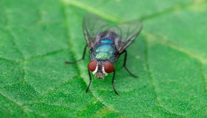 果蝇和苍蝇的区别(果蝇和苍蝇在体型、危害、物种上有区别)