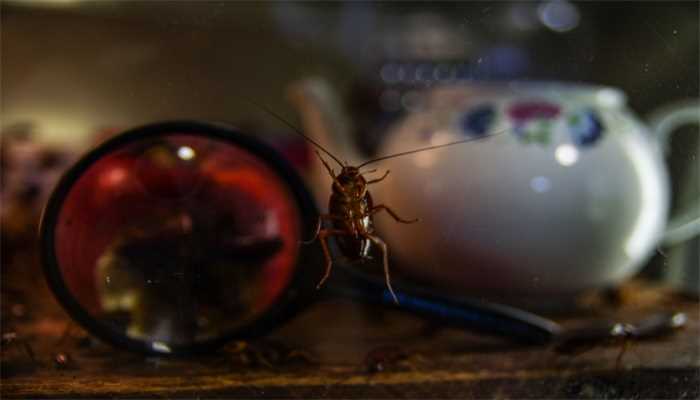 蟑螂有毒吗对人有危害吗