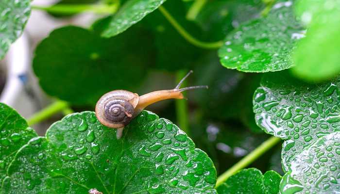 蜗牛的用途:蜗牛是一种食用、药用和保健价值都很高的陆生类软体