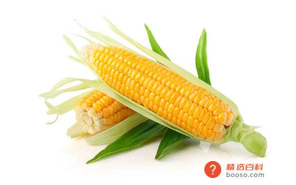 玉米是新鲜存放还是煮熟存放