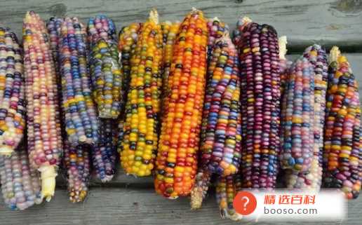 彩色玉米是转基因还是杂交