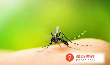 蚊子咬了消肿慢是什么原因跟人的体质有关系