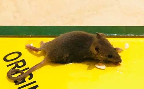 一个粘鼠板能粘几只老鼠