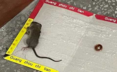 老鼠被粘鼠板粘住为什么会死