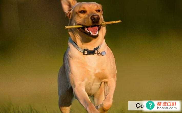 喜欢养宠物的都是什么人