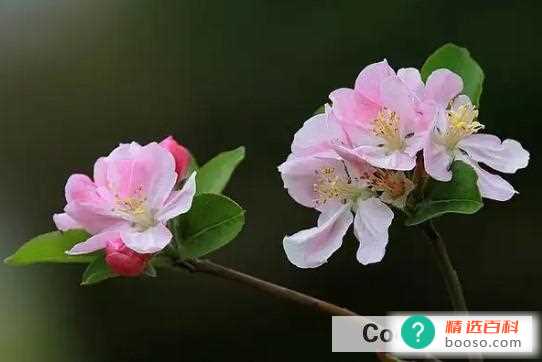 家里不能养哪些花