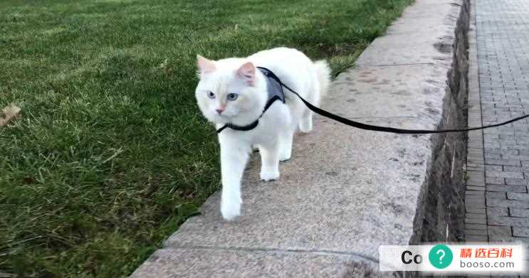 养宠物有哪些缺点(家里养宠物的缺点有哪些)