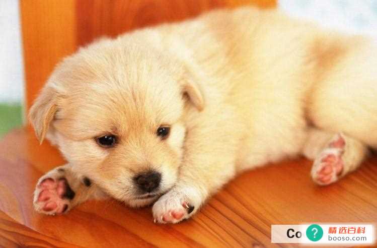 狗狗什么情况下会咬人(狗狗很少会有咬主人的情况)