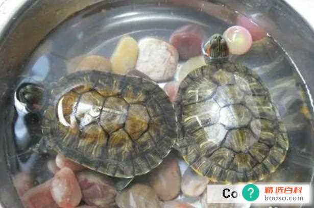 怎么养乌龟(养乌龟需要注意哪些问题)