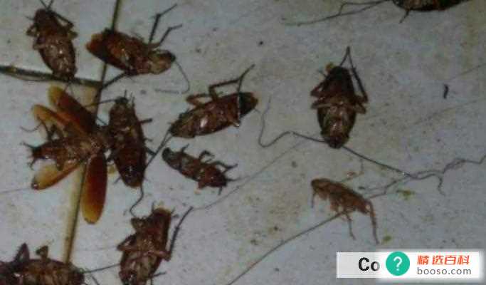 怎么去除蟑螂(去除蟑螂时需要注意其他问题)