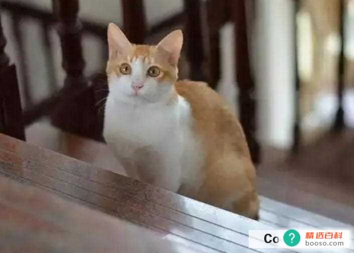 两只猫总是打架怎么办