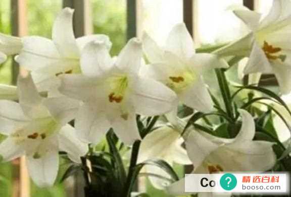 新鲜的百合怎么养活