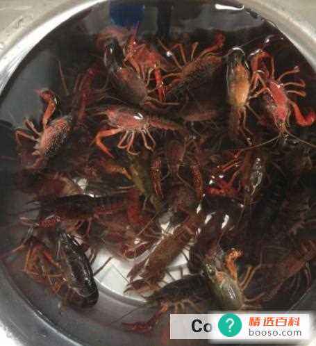 吃小龙虾时的注意事项(小龙虾作为美味可口的食物)