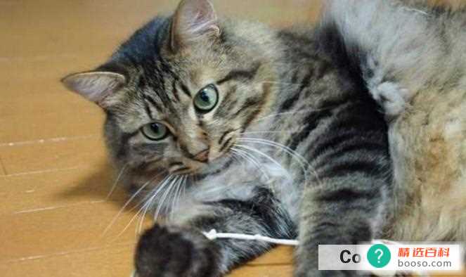 和小猫玩什么最好