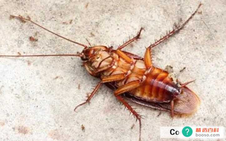 家里有蟑螂的原因(蟑螂的繁殖速度是特别快的)