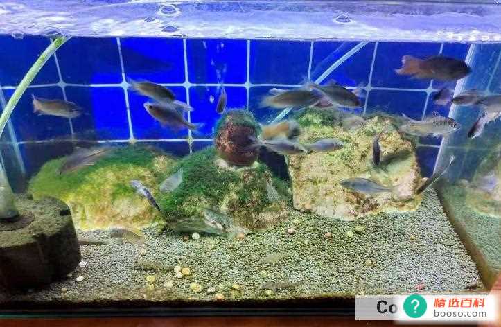 在家可以养哪些宠物